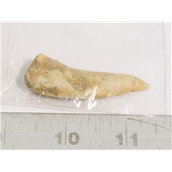 GENUINE LARGE FOSSIL FISH TOOTH