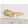 Image 1 : GENUINE LARGE FOSSIL FISH TOOTH