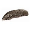 Image 2 : Alien vs. Predator Xenomorph Head Prop.