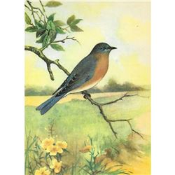 1920's Bluebird Color Lithograph Print