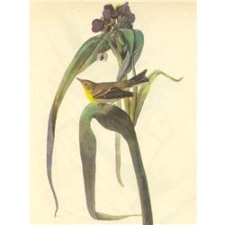 c1946 Audubon Print, #30 Pine Warbler