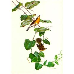 1950 Menaboni Print, Yellow-breasted Chat