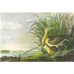 c1950 Audubon Print, Long-Billed Curlow