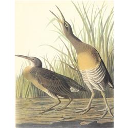 c1950 Audubon Print, Clapper Rail