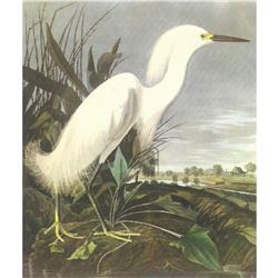 c1950 Audubon Print, Snowy Egret