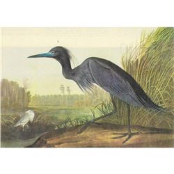 c1946 Audubon Print, #307 Little Blue Heron
