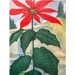1920's Poinsettia Color Lithograph Print
