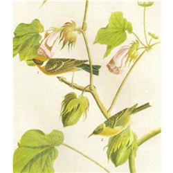 c1946 Audubon Print, #69 Bay-Breasted Warbler