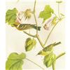 Image 1 : c1946 Audubon Print, #69 Bay-Breasted Warbler