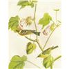 Image 2 : c1946 Audubon Print, #69 Bay-Breasted Warbler