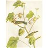 Image 3 : c1946 Audubon Print, #69 Bay-Breasted Warbler