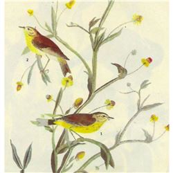 c1946 Audubon Print, #145 Yellow Palm Warbler