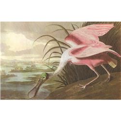 c1950 Audubon Print, #31 Roseate Spoonbill
