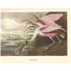 Image 2 : c1950 Audubon Print, #31 Roseate Spoonbill