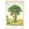 Image 2 : 1920's American Elm Color Lithograph Print