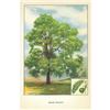 Image 2 : 1920's Black Walnut Color Lithograph Print