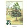 Image 2 : 1920's American Holly Color Lithograph Print
