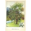 Image 2 : 1920's American Mountain Ash Color Lithograph Print