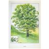 Image 2 : 1920's Pecan Tree Color Lithograph Print