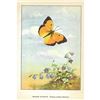 Image 2 : 1920's Orange Sulphur Butterfly Color Lithograph Print