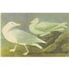 Image 1 : c1946 Audubon Print, #396 Glaucous Gull