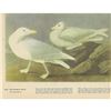 Image 2 : c1946 Audubon Print, #396 Glaucous Gull