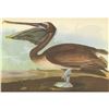 Image 1 : c1946 Audubon Print, #421 Brown Pelican