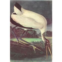 c1950 Audubon Print, Wood Ibis