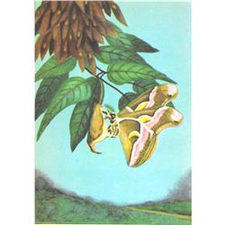 1920's Cynthia Moth Color Lithograph Print