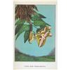 Image 2 : 1920's Cynthia Moth Color Lithograph Print