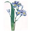 Image 1 : After Pierre-Jospeh Redoute, Floral Print, #58 Iris frangee ( Iris )