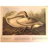 Image 2 : c1946 Audubon Print, #376 or #406 Trumpeter Swan