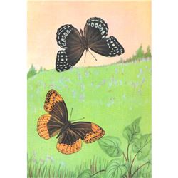 1920's Diana Fritillary Butterfly Color Lithograph Print