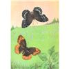 Image 1 : 1920's Diana Fritillary Butterfly Color Lithograph Print