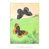 Image 2 : 1920's Diana Fritillary Butterfly Color Lithograph Print