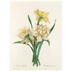Image 1 : After Pierre-Jospeh Redoute, Floral Print, #82 Narcisses doubles ( double Daffadil )