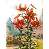 Image 1 : 1920's Tiger Lily Color Lithograph Print