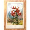 Image 2 : 1920's Tiger Lily Color Lithograph Print