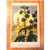 Image 3 : 1920's Delphinium Color Lithograph Print