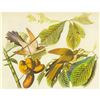 Image 1 : c1946 Audubon Print, #2 Yellow-Billed Cuckoo