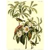 Image 1 : c.1946 Audubon Print, #185 Backman's Warbler
