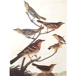 c1946 Audubon Print, #433 A Featured Pot-Pourri ( Orioles & Thrushs )