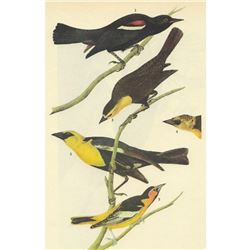 c1946 Audubon Print, #388 Three Icterids