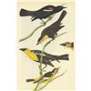 Image 1 : c1946 Audubon Print, #388 Three Icterids