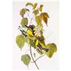 Image 1 : c1946 Audubon Print, #134 Blackburnian Warbler