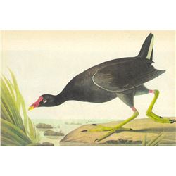 c1946 Audubon Print, #244 Florida Gallinule