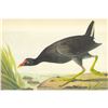 Image 1 : c1946 Audubon Print, #244 Florida Gallinule