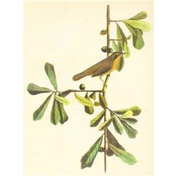 c1946 Audubon Print, #24 Maryland Yellow-Throat