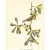 Image 2 : c1946 Audubon Print, #24 Maryland Yellow-Throat
