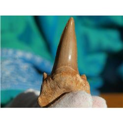 60 Million Year Old Prehistoric Otodus Shark Tooth Display Fossil